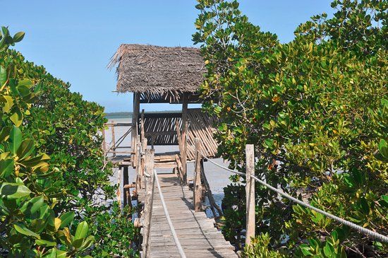 Mangrove Boardwalk Mida Creek